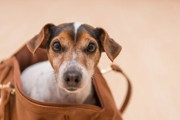 Söt jack russell doggy i en påse — Stockfoto