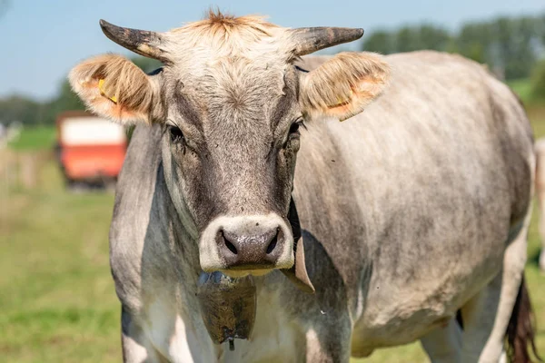 Retrato de vaca charolais. ganado en el prado — Foto de Stock