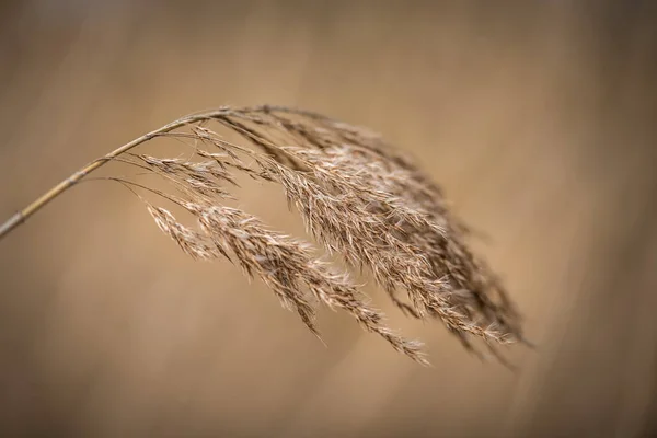 Canne asciutte prima di morbido sfondo marrone — Foto Stock