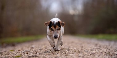 Jack Russell Terrier köpek sonbaharda geniş yol thr üzerinde çalışıyor