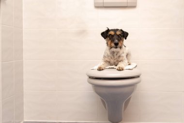 Köpek tuvalet kapağı ve korumaları üzerinde yatıyor. Jack Russell Terrier 3 ye