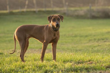 Gurur Rodezya Ridgeback köpek yeşil çayır agai üzerinde duruyor