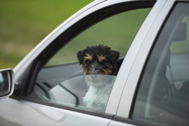 Küçük köpek görünüyor araba pencereden - jack russell terrier 2 y