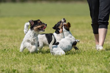 Sahibi yürüyüş ve bir çayırda birçok köpek ile oynamak. 