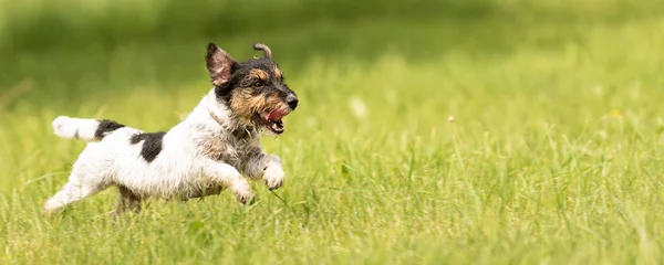 Hızlı Jack Russell Terrier köpek yeşil bir m üzerinde yan koşuyor
