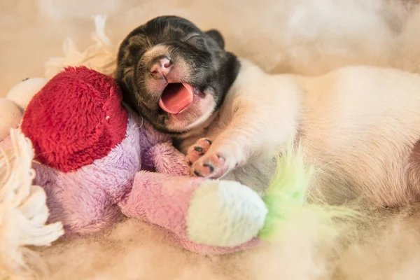 Cachorros recién nacidos con juguete - gato de tres días Russell Terri — Foto de Stock