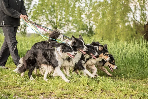 Wald bir leash üzerinde birçok köpek ile. Boerder collies bir sürü