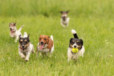 Küçük Jack Russell Terrier bir paket çalışan ve TOG oynuyor