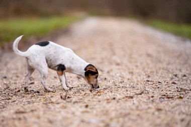 Jack Russell Terrier sevimli köpek bir iz takip ediyor