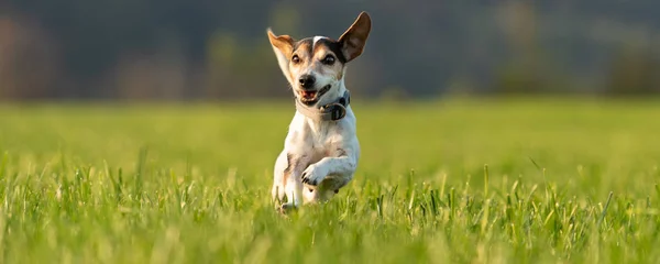 Jack Russell is running over a meadow in summer an back light