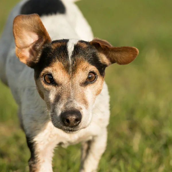 Portret 12-letniego psa Jack Russell Terrier odkryty w n — Zdjęcie stockowe