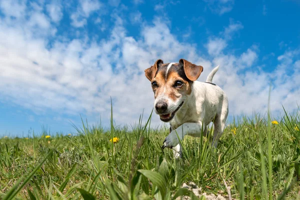 Jack Russell Terrier perro en un meadwon en frente del cielo azul —  Fotos de Stock