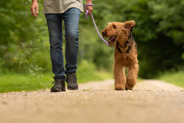 Airedale Terrier. Manejador de perros está caminando con su perro odedient o —  Fotos de Stock