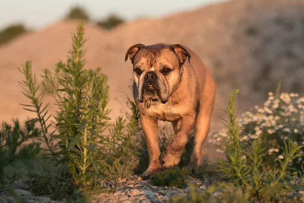 Cute Continental Bulldog in front of blurred background is looki — Stock Photo, Image