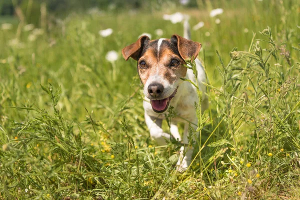 Küçük gülümseyen köpek ilkbaharda çiçek açan bir çayırda koşuyor. Ja — Stok fotoğraf