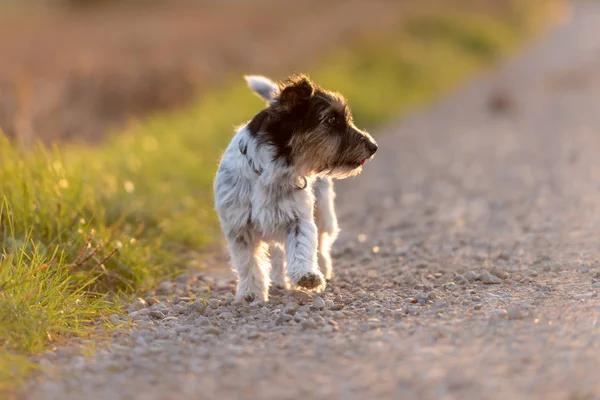 Jack Russell Terrier Hembra Años Estilo Cabello Áspero Lindo Perrito —  Fotos de Stock