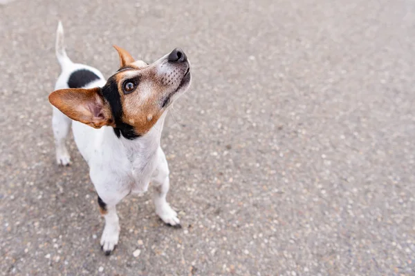 Jack Russell Terrier Lat Fryzura Gładka Cute Małe Małego Psa — Zdjęcie stockowe