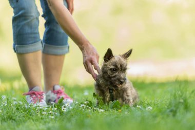 Cairn Terrier köpek 13 hafta yaşlı. İle oynayan sevimli küçük köpek 