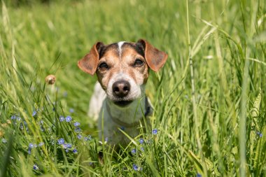 küçük köpek baharda çiçek açan bir çayırda oturur. Jack Russell Ter