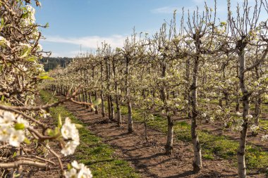 İlkbaharda çiçek açan elma bahçesi. Almanya, Avrupa. Güzellik worl
