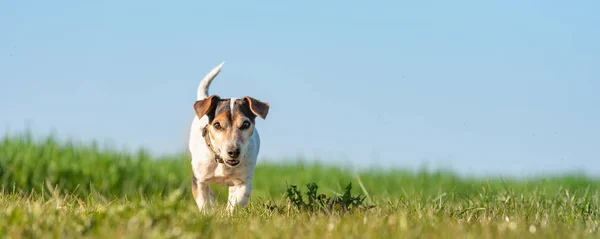 12 anos Jack Russell Terrier cão em um prado na frente de bl — Fotografia de Stock