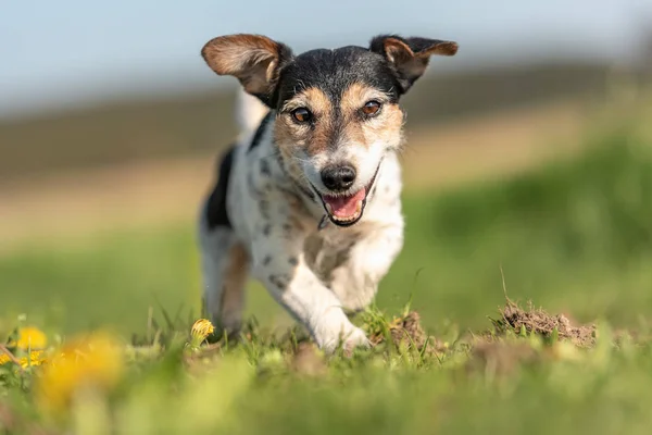 Retrato de un perro Jack Russell Terrier al aire libre en la naturaleza contra —  Fotos de Stock