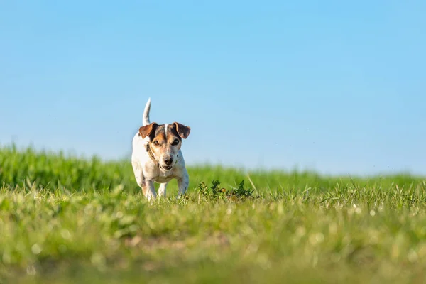 12 años Jack Russell Terrier perro en un prado en frente de b —  Fotos de Stock