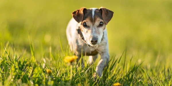 Retrato de um cão Jack Russell Terrier de 12 anos ao ar livre em n — Fotografia de Stock