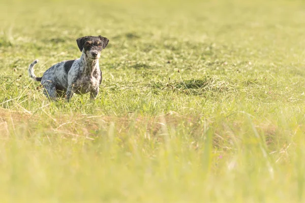 Jack Russell Terrier Cão Caça Senta Atentamente Campo Verde — Fotografia de Stock