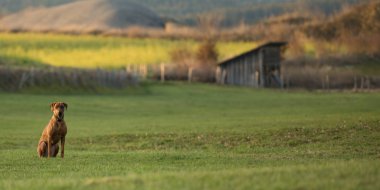 Gurur Rhodesian Ridgeback köpek güzel bir landscap oturuyor