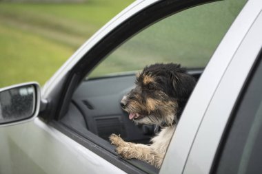 Küçük köpek görünüyor araba pencereden - jack russell terrier 2 y