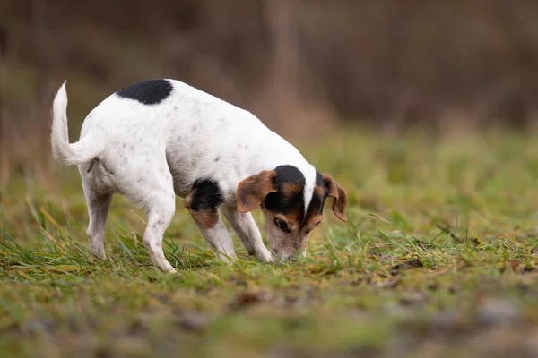 Jack Russell Terrier perro en el bosque —  Fotos de Stock