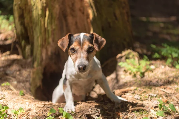 Lindo Jack Russell Terrier perro de caza está saqueando de una cueva — Foto de Stock