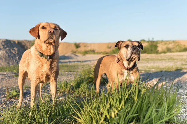 Continental Bulldog and Labrador Retrievers. Two dog friends on — Stock Photo, Image