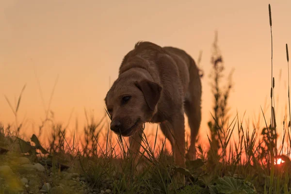 Hond silhouet. Schattige Labrador Retriever hond voor Jastrzębiec — Stockfoto