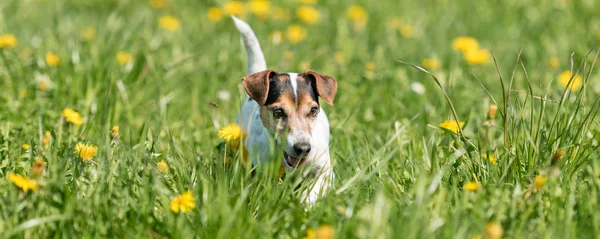 Divertido perro Jack Russell Terrier correr en un prado verde en flor —  Fotos de Stock