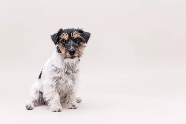 Jack Russell Terrier pies jest siedzenie i na białym tle na białym. 3 tak — Zdjęcie stockowe