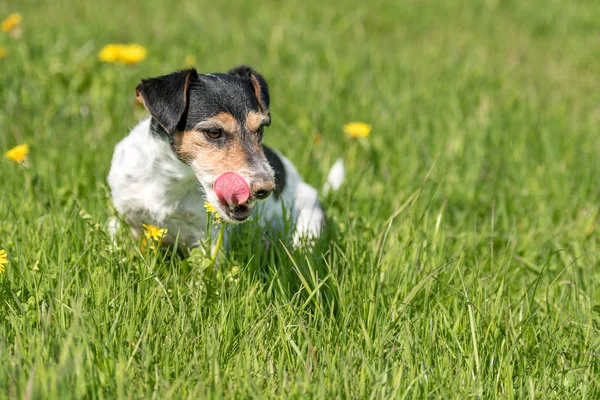 Jack Russell Terrier perro de 8 años sentado en una primavera verde m —  Fotos de Stock