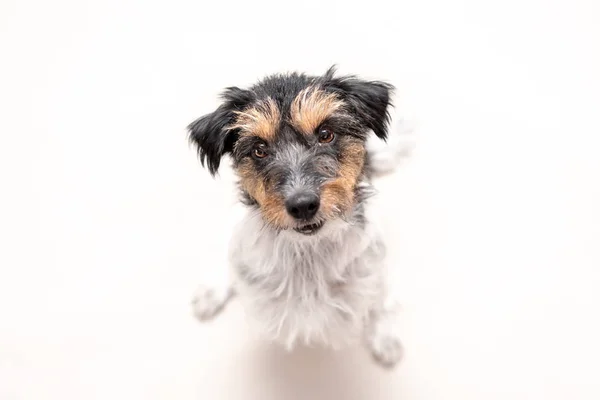 Jack Russell Terrier 4 yaşında, saç stili pürüzlü. Sevimli küçük — Stok fotoğraf