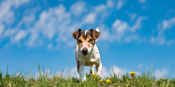 Jack Russell Terrier perro en un meadwon en frente del cielo azul —  Fotos de Stock