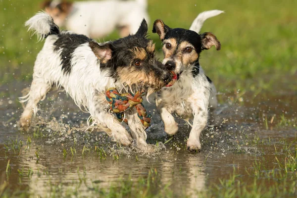 Dos lindos perros Jack Russell Terrier jugando y luchando con un b —  Fotos de Stock