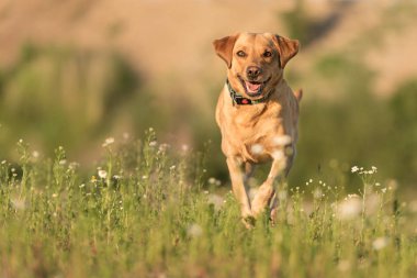 Labrador Redriver köpeği. Köpek bir çiçeklenme güzel üzerinde çalışıyor 