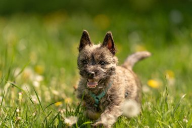 Cairn Terrier köpek 13 hafta yaşlı. Sevimli küçük köpek bir üzerime çalışır