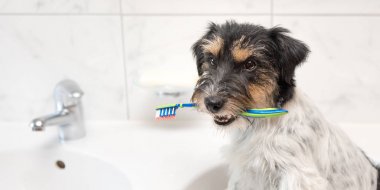 Jack Russell Terrier köpek tutan diş fırçası . Fırçalamaya hazır
