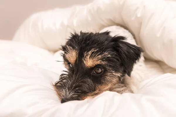 Schattige kleine hond slapen in bed met witte bedding - jack russell — Stockfoto