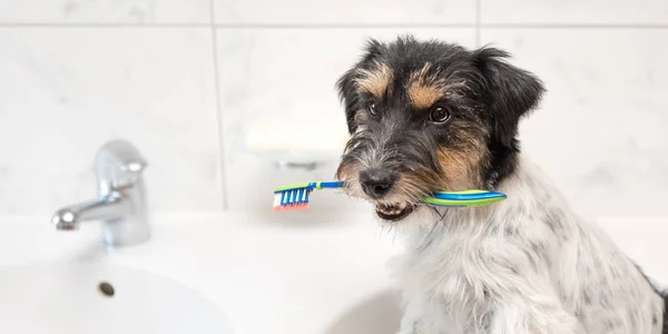 Jack Russell Terrier dog holding toothbrush . Ready to brush the