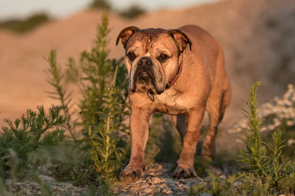 Cute Continental Bulldog in front of blurred background is looki — Stock Photo, Image