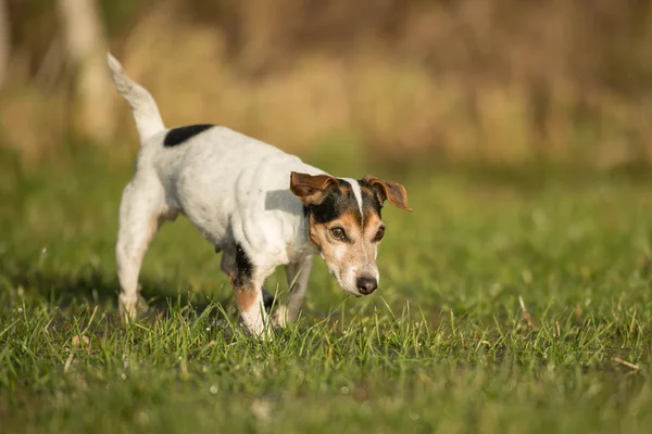 Lindo Jack Russell Terrier perro de 12 años se ejecuta en un prado —  Fotos de Stock