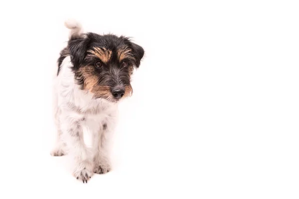 Jack Russell teriér pes je stálá a izolované na bílém — Stock fotografie