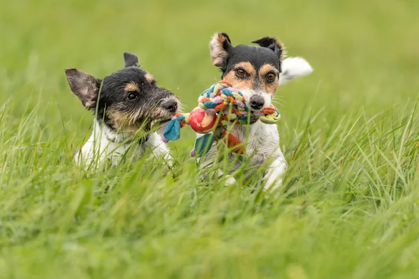 Dwa psy biegać i bawić się z piłką na łące. Młody ładny Jack — Zdjęcie stockowe